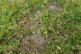 We did not find results for: Sind Ameisen Im Rasen Schadlich Rasen Kaputt Gartenlexikon De