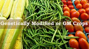 Depending on your background and personal beliefs, you might hear the acronym gmo and automatically think good. What Are The Advantages And Disadvantages Of Genetically Modified Or Gm Crops