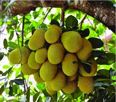Image result for Artocarpus heterophyllus