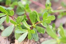 Purslane needs full sun to grow best. How To Grow Purslane Indoors Hunker Purslane Plant Plants Growing Herbs In Pots
