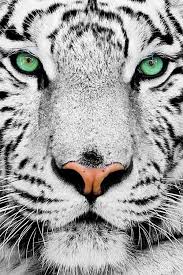 Tigre Blanc Aux Yeux Vert Kaplanlar Hayvan