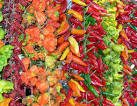 Chili pepper - , the free encyclopedia
