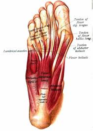 The muscles of the upper body are used primarily for balance. Impact Forces Simple Exercises To Strengthen Your Feet Part 3 Leg Muscles Diagram Muscle Diagram Easy Workouts