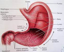 Physiology Of The Stomach Human Anatomy And Physiology Stomach Diagram Human Anatomy Picture