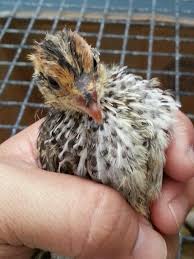 One Of Our Baby Quails 1 Week Old Quail Breeds Japonica