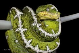 Green tree pythons are actually known to have the second largest teeth compared to body size of any non venomous snake! Expert Care For The Emerald Tree Boa Reptiles Magazine