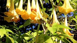 Fiore dal profumo leggero e dalla forma elegante è legato alla sfera dei sentimenti amorosi, di cui coglie differenti sfumature in base al colore. Pianta Gialla Del Fiore Di Tromba Di Angeli Con I Fiori Di Campana Gialla Archivi Video Video Di Colombia Deciduo 42753749