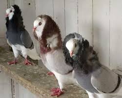 Capuchin Pigeons Guzel Kuslar Kus