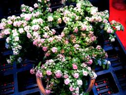 Image result for Pilea microphylla