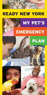 Let's take a look at the numbers: Nyc Emergency Management Hosts Virtual Panel To Help New Yorkers Prepare Pets And Service Animals For Emergencies