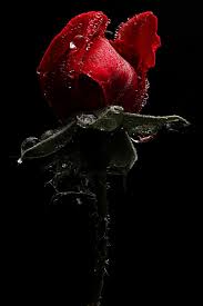 Dreamstime is the world`s largest. Red Rose Photography By Enrico Pitton Artmajeur