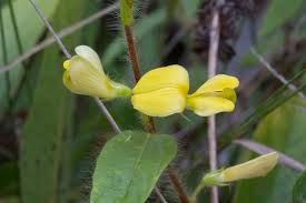 Image result for Eriosema pentaphyllum