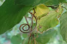 Image result for Gouania longispicata