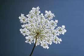 Image result for Apiaceae
