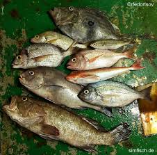 Fisch Fettgehalt Tabelle Speisefisch Fische Lachs Kaltrauchern