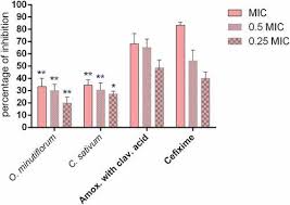 Image result for Ocimum minutiflorum