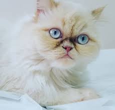 iran kedisi fotograflari sevimli 21 fars persian kedi resmi fotograf indir iran kedisi kedi farslar