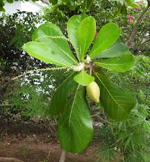 Image result for Terminalia stuhlmannii