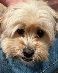 Who is the owner of the lost dog named Coco in Whitby?