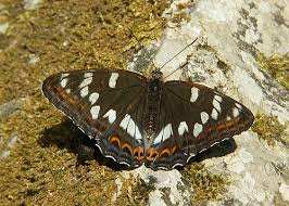 Image result for Limenitis populi