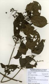 Image result for Rutidea