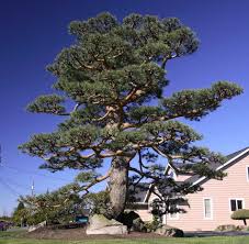 Japanese garden has been said to be an important aspects of japanese culture which nurtures international understanding and friendship. Japanese Garden Design Zen Landscape Design Service Company Japanese Garden Landscape Design Services Front Garden Landscape