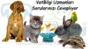 Kedim Galiba Zehirlendi Ne Yapmaliyim Vetbilgi