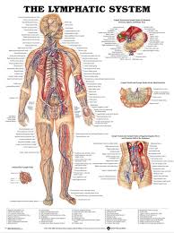 2019 human body anatomical chart muscular system campus knowledge biology classroom wall painting fabric poster 17x13 020 from kaka1688 9 73