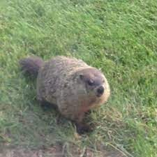 Ground Hog In My Yard Animals Squirrel Critter