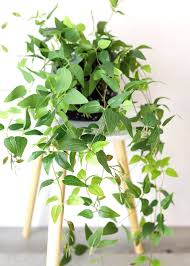 1 preparing an indoor pot or outdoor plot. 15 Fake Houseplants That Look Like The Real Thing