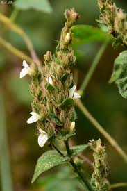 Image result for Isoglossa gregorii