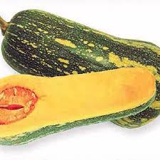 Image result for Cucurbita moschata
