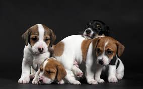 Cute Little Puppies Wallpaper Animals Wallpaper Better