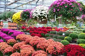 Merrifield Garden Center Garden Center Displays Garden Center Plant Nursery