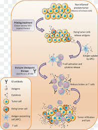 Bilusic m, mcmahon s, madan ra, et al. Prostate Cancer Checkpoint Inhibitor Therapy Immune Checkpoint Abiraterone Acetate Immune Checkpoint Text Prostate Abiraterone Acetate Png Pngwing