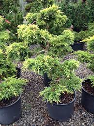 Juniper Daubs Frosted Sculpture 7g Z151r Plants Topiary Garden