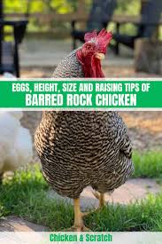 The blue plymouth rock chicken is a cross between a native andalusian male and plymouth barred rock female. Barred Rock Eggs Height Size And Raising Tips