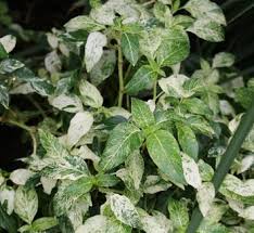 Image result for Justicia scandens