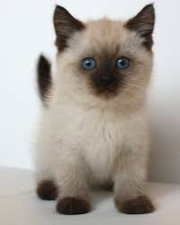 The majority of purebred kittens are the product of irresponsible backyard kitten breeders. Siamese Cats For Sale Cute Cats Photos Cute Cats Cute Cats And Kittens