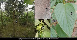 Image result for Trema sp A