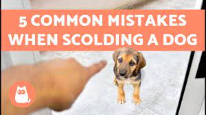 How To Apologize To Your Dog The Best Approach