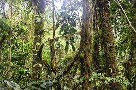 18% of the world's tropical forests are found in africa. Tropical Rainforest Obo Natural Park Sao Tome Island Africa Safari News