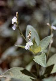 Image result for Justicia exigua