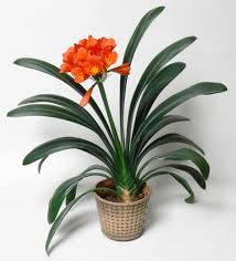 Check spelling or type a new query. Top 15 Indoor Flowering Plants Livinghours