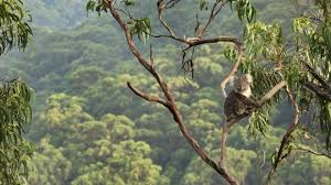Of the forest policy and its implementation. Global Biodiversity Policy Post 2020