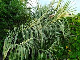 Image result for Arundo donax