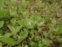 Image result for Blumea axillaris