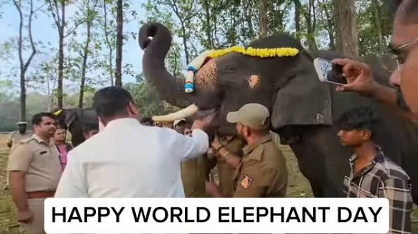 Two new elephants arrived in Dandeli today! 🐘✨ Aale & Dhanush have officially joined Phansoli Elephant Camp. Dhanush even appeared with Puneeth Rajkumar in Gandhada Gudi! A special welcome ceremony was held