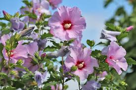Im halbschatten lässt die blühwilligkeit etwas nach. Ist Hibiskus Winterhart Infos Fur Garten Und Kubelpflanzen