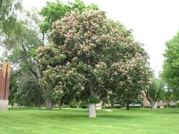 Horse chestnut is a large and tall tree which grows up to 30 m. Horsechestnut Red Treebrowser